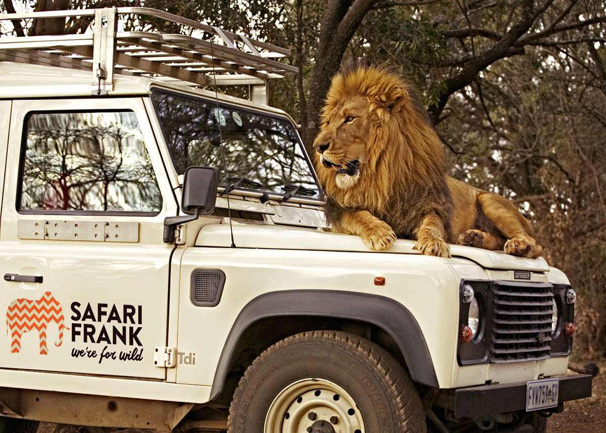 Safari Frank - Branding vehicle livery lion on bonnet for Blog