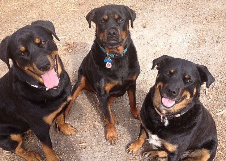 Rottweilers Group of Three Dogs Sam New Designer